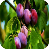 Слива "Венгерка" 