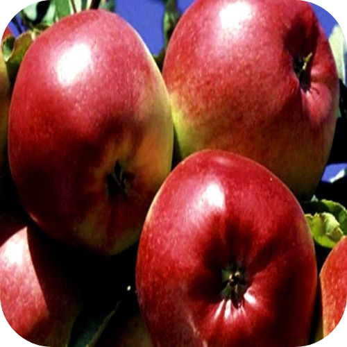 Яблоня "Лигол" 