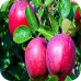 Саженцы Яблони "Лобо" > описание, цена
